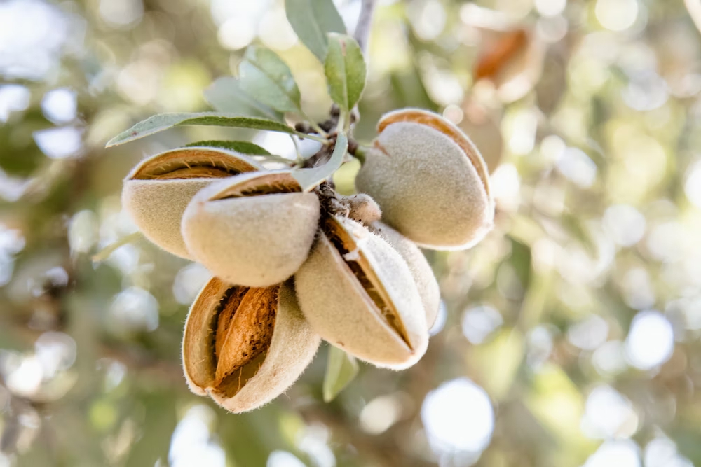 /images/articles/almond oil-tree.jpg